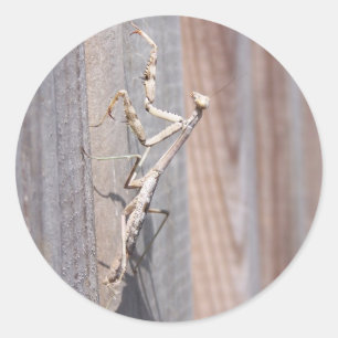 Beten der Mantis-Aufkleber Runder Aufkleber