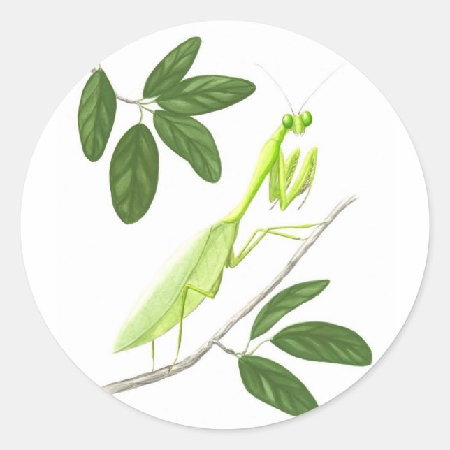 Beten der Mantis-Aufkleber Runder Aufkleber (Vorderseite)