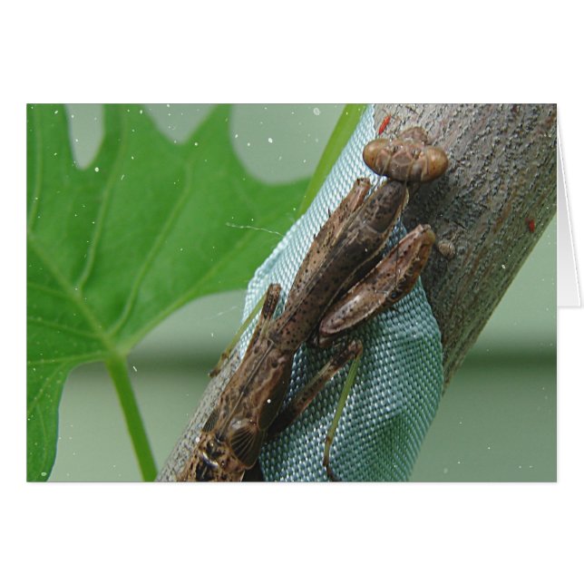 Beten des Mantis-Insekts (Vorderseite (Horizontal))