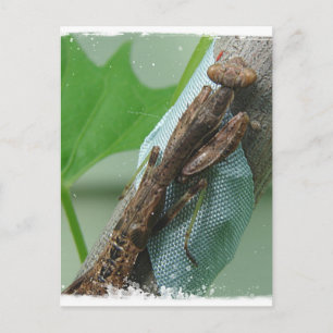 Beten des Mantis-Insekts Postkarte