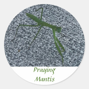 Beten von Mantis Spaziergang auf dem Sidewalk Inse Runder Aufkleber