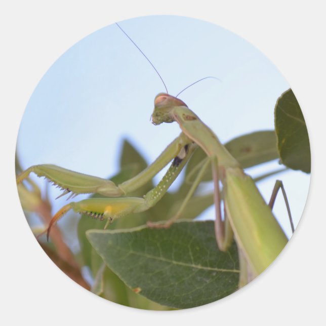 Beten von Mantis Stickers (Vorderseite)