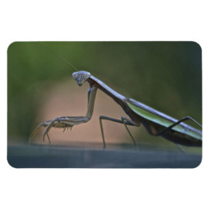 Betender Mantis-großer Magnet