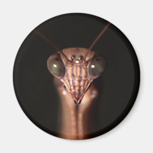 betender Mantis Magnet