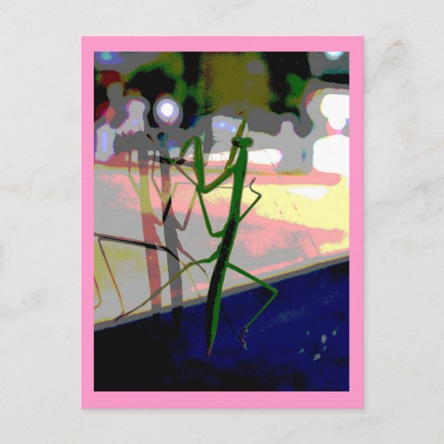 Betender Mantis Postkarte (Vorderseite)