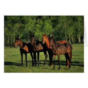 Bêtes d'un an de pur sang