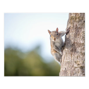 Betrachten Sie! Eichhörnchen-Foto-Drucke Fotodruck