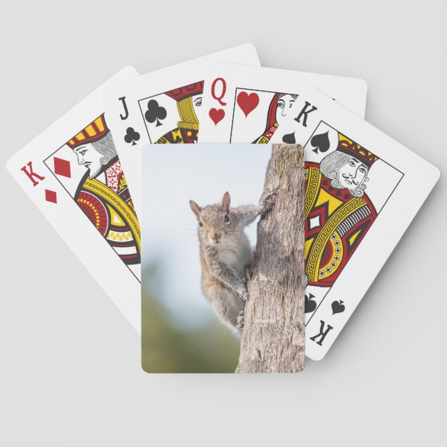Betrachten Sie! Eichhörnchen-Spielkarten Spielkarten (Rückseite)