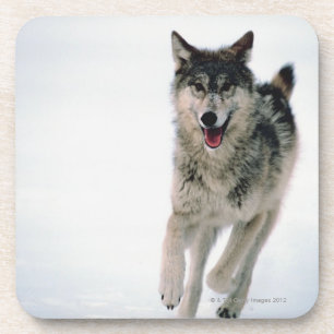 Betrieb des grauen Wolfs Getränkeuntersetzer