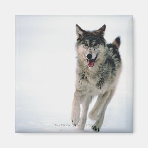 Betrieb des grauen Wolfs Magnet