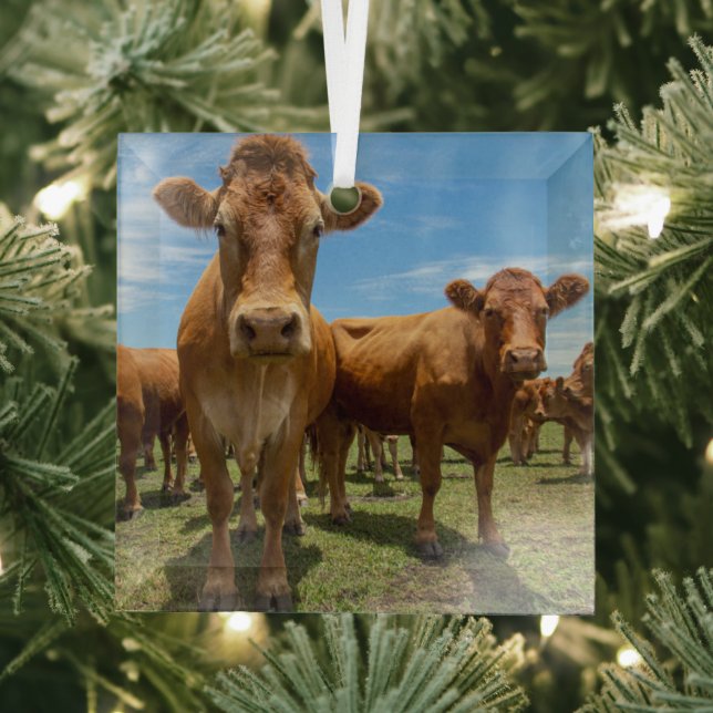 Betriebe | Brown Cow Group Ornament Aus Glas (Insitu)