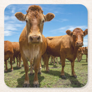 Betriebe   Brown Cow Group Rechteckiger Pappuntersetzer