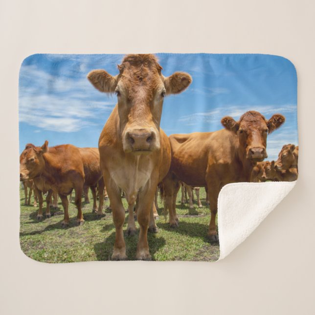 Betriebe | Brown Cow Group Sherpadecke (Vorderseite (Horizontal))