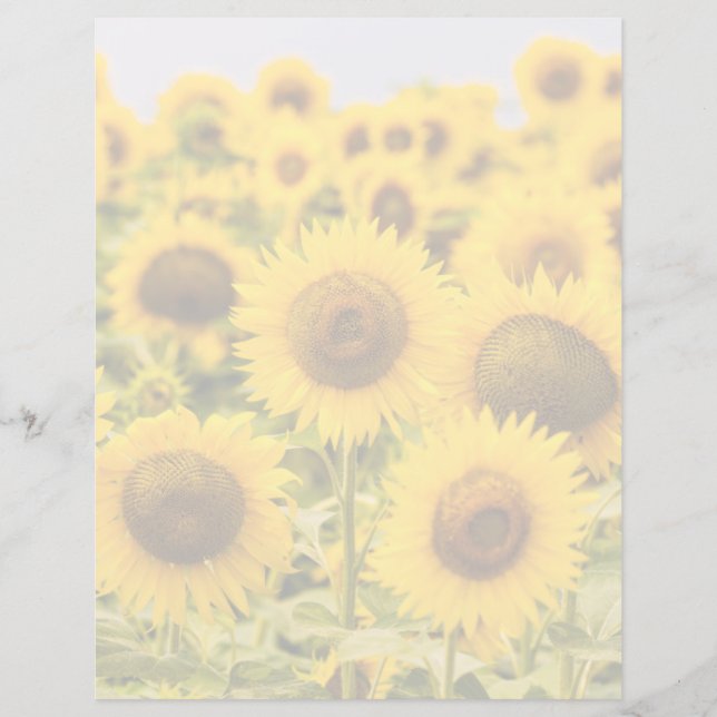 Betriebe | Ein Sonnenblumenfeld (Vorderseite)