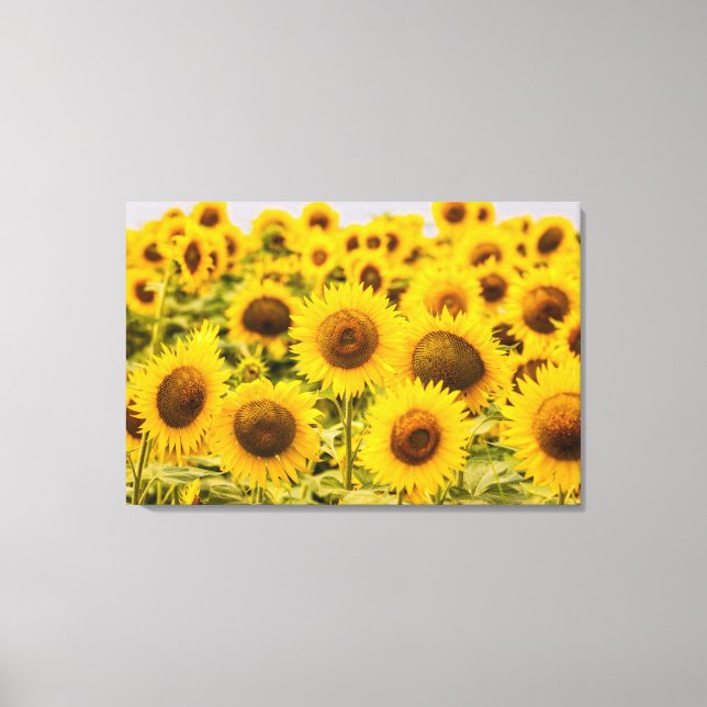 Betriebe | Ein Sonnenblumenfeld Leinwanddruck (Vorderseite)