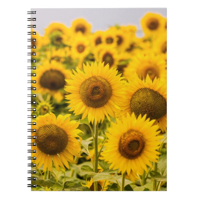 Betriebe | Ein Sonnenblumenfeld Notizblock (Vorderseite)