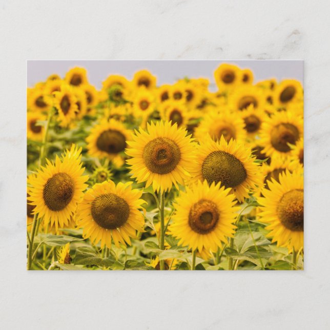 Betriebe | Ein Sonnenblumenfeld Postkarte (Vorderseite)