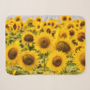 Betriebe Ein Sonnenblumenfeld Sherpadecke