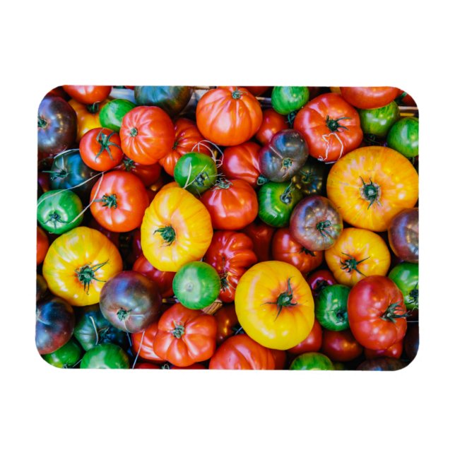 Betriebe | Farbige Tomatenernte Magnet (Horizontal)