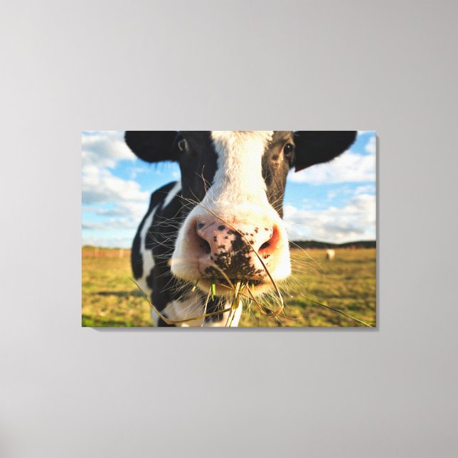 Betriebe | Holstein Kuh Kauen Leinwanddruck (Vorderseite)