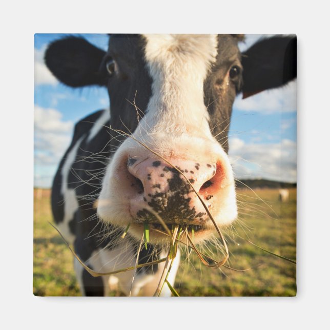 Betriebe | Holstein Kuh Kauen Magnet (Vorne)