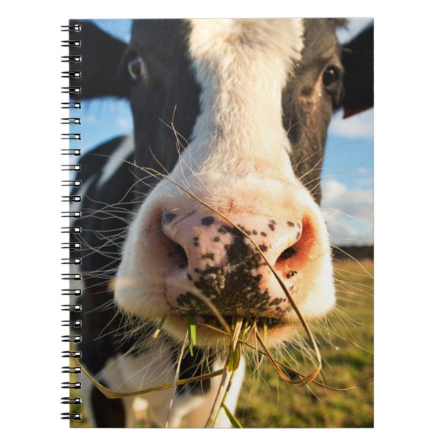 Betriebe | Holstein Kuh Kauen Notizblock (Vorderseite)