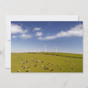 Betriebe   Kühe in der Nähe der Windmühle Dankeskarte