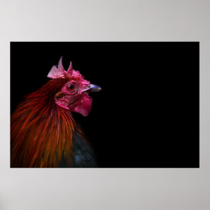 Betriebe   Rooster Head Shoot Poster