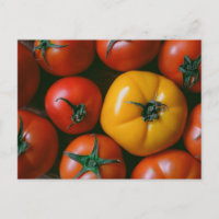 Betriebe | Rote und gelbe Tomaten/Paradeiser