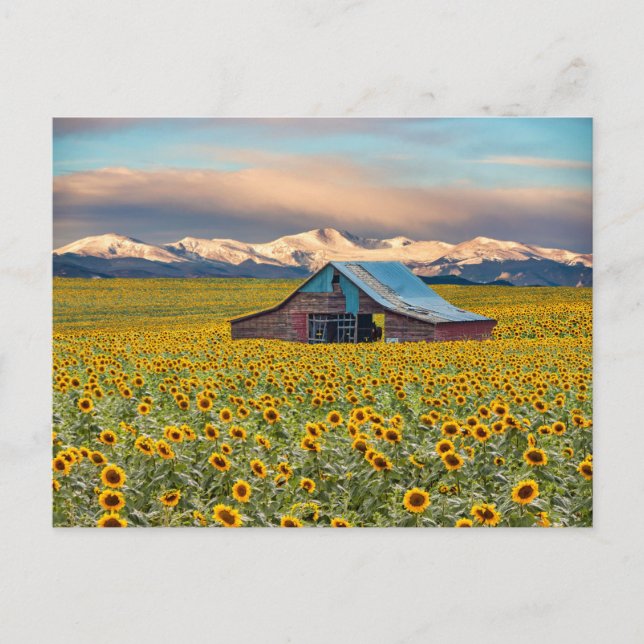 Betriebe | Sonnenblumenfeld Postkarte (Vorderseite)