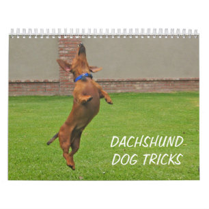Betrügt Dackel-Hund 2012 Kalender
