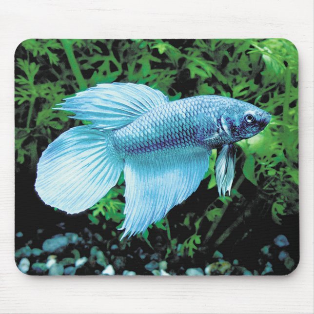 betta,cobalt blue mousepad (Vorne)