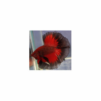 Betta Fisch-Skulptur Freistehende Fotoskulptur