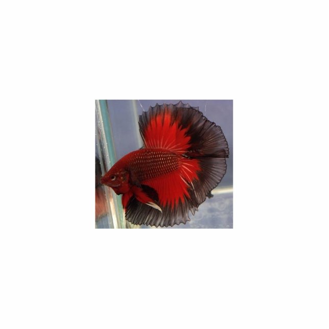 Betta Fisch-Skulptur Freistehende Fotoskulptur (Vorne)