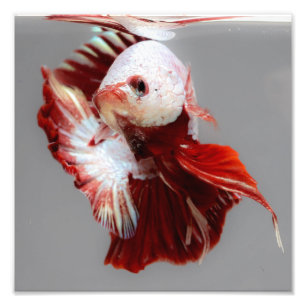 Betta Fische Fotodruck