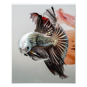Betta Fische Fotodruck