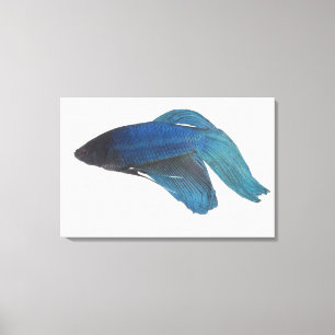 Betta Fische oder männliche blaue siamesische Leinwanddruck