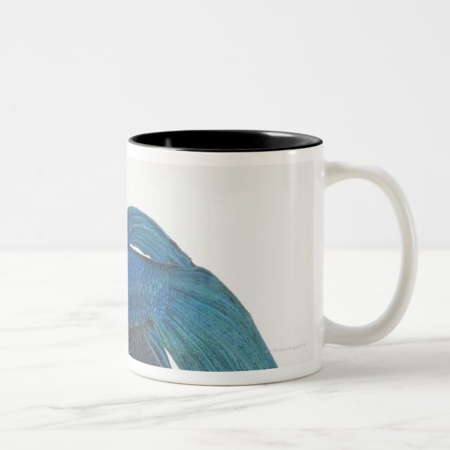 Betta Fische oder männliche blaue siamesische Zweifarbige Tasse (Rechts)