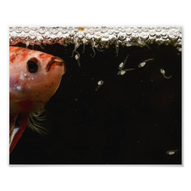 Betta Fish Babies Fotodruck (Vorne)
