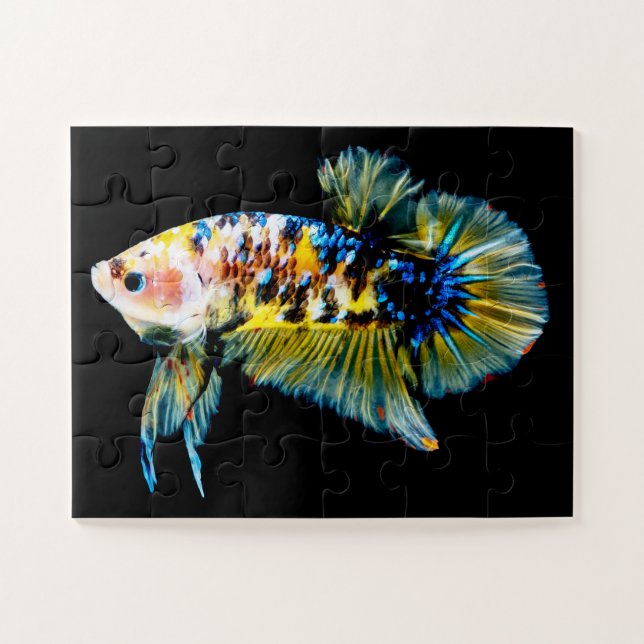 Betta Fish Blue & Gold (Horizontal)