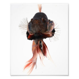 Betta Fish Face Fotodruck