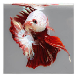 Betta Fish Fotodruck