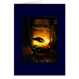Betta in einem Jar