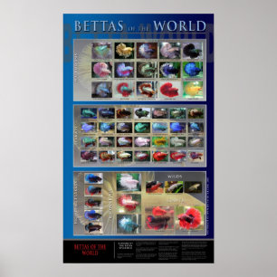 Betta Plakat