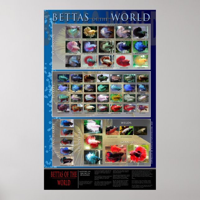 Betta Poster (Vorne)