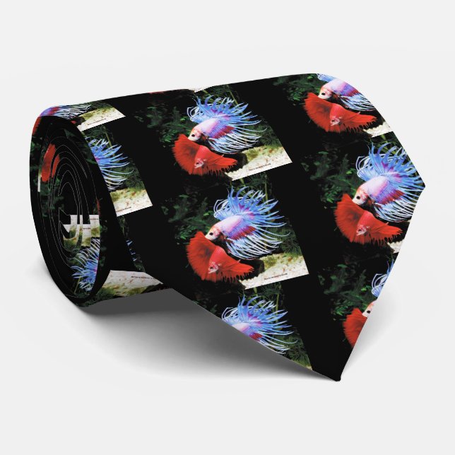 Betta splendens krawatte (Gerollt)