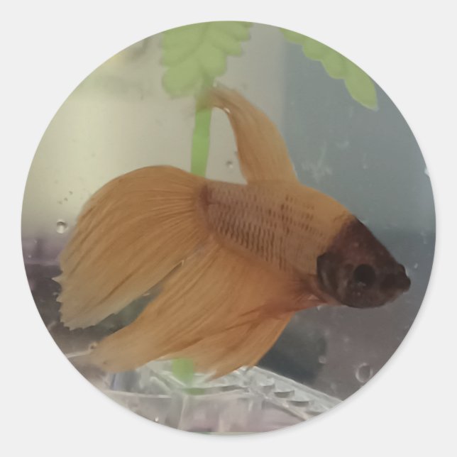 Betta Sticker (Vorderseite)