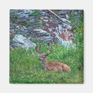 Bettbuck Magnet