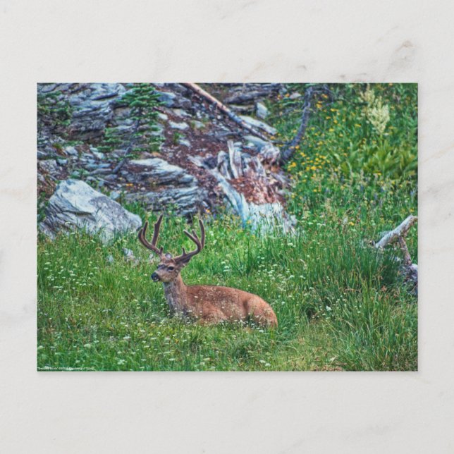 Bettbuck Postkarte (Vorderseite)