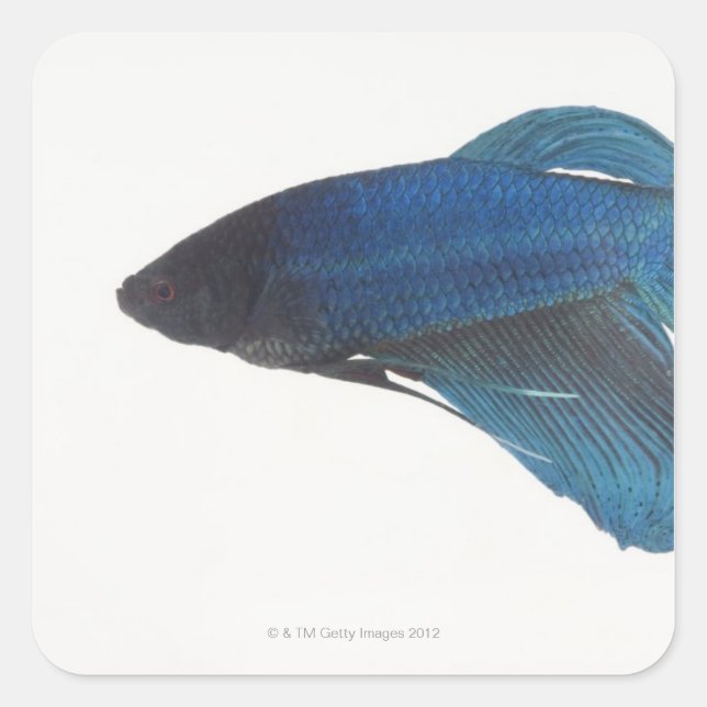 Bettfisch oder Blausiam-Männlicher Fisch Quadratischer Aufkleber (Vorderseite)
